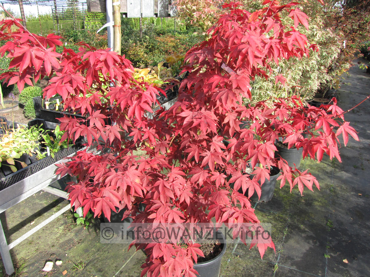 Acer palmatum Osakazuki - Herbst 1.JPG